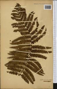 Cibotium chamissoi Kaulf., America (AMER) (Not classified)