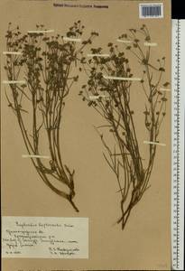 Euphorbia leptocaula Boiss., Eastern Europe, Lower Volga region (E9) (Russia)