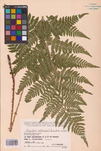 Dryopteris carthusiana (Vill.) H.P.Fuchs, Eastern Europe, Central region (E4) (Russia)