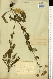 Tanacetum corymbosum subsp. corymbosum, Eastern Europe, North Ukrainian region (E11) (Ukraine)