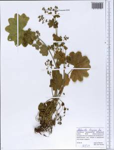 Alchemilla longipes Juz., Eastern Europe, Eastern region (E10) (Russia)