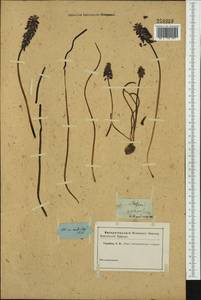 Muscari racemosum Mill., Western Europe (EUR) (Not classified)