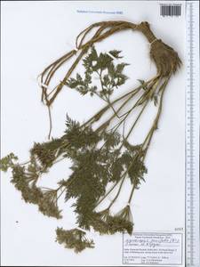 Ligusticopsis coniifolia (Wall. ex DC.) Pimenov & Kljuykov, South Asia, South Asia (Asia outside ex-Soviet states and Mongolia) (ASIA) (India)
