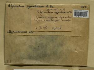 Polytrichum hyperboreum R. Br., Bryophytes, Bryophytes - Karelia, Leningrad & Murmansk Oblasts (B4) (Russia)