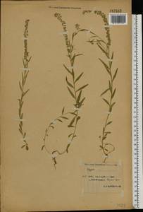 Polygala, Eastern Europe, Western region (E3) (Russia)