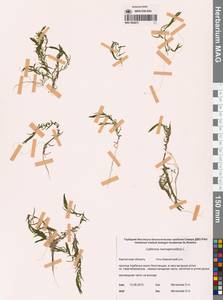Callitriche hermaphroditica L., Siberia, Chukotka & Kamchatka (S7) (Russia)