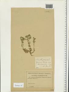 Scleranthus perennis, Eastern Europe, Western region (E3) (Russia)