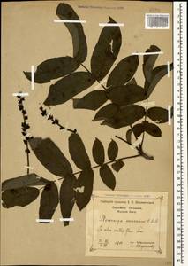 Pterocarya fraxinifolia (Poir.) Spach, Caucasus, Black Sea Shore (from Novorossiysk to Adler) (K3) (Russia)