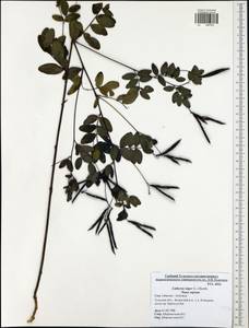 Lathyrus niger (L.)Bernh., Eastern Europe, Central region (E4) (Russia)