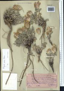 Astragalus georgii Gontsch., Middle Asia, Western Tian Shan & Karatau (M3) (Kazakhstan)