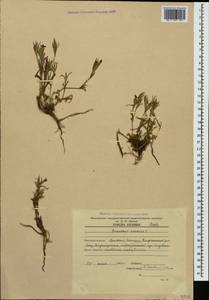 Dianthus armeria L., Caucasus, Armenia (K5) (Armenia)