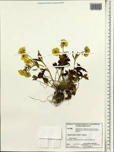 Ranunculus turneri Greene, Siberia, Chukotka & Kamchatka (S7) (Russia)