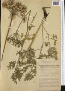 Pteroselinum austriacum (Jacq.) Rchb., Western Europe (EUR) (Italy)