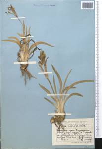 Iris scariosa Willd. ex Link, Middle Asia, Dzungarian Alatau & Tarbagatai (M5) (Kazakhstan)