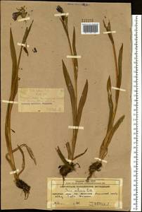 Iris setosa Pall. ex Link, Siberia, Chukotka & Kamchatka (S7) (Russia)