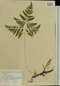 Gymnocarpium robertianum (Hoffm.) Newman, Eastern Europe, North-Western region (E2) (Russia)