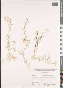 Utricularia minor L., Siberia, Yakutia (S5) (Russia)