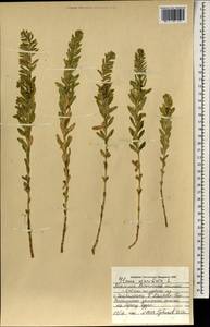 Lysimachia maritima (L.) Galasso, Banfi & Soldano, Mongolia (MONG) (Mongolia)