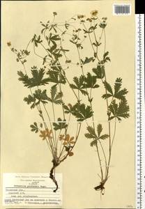 Potentilla thuringiaca Bernh. ex Link, Eastern Europe, Central region (E4) (Russia)