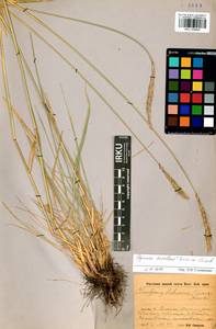 Elymus dahuricus Griseb., Siberia, Baikal & Transbaikal region (S4) (Russia)