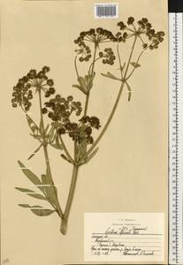 Levisticum officinale Koch, Eastern Europe, Central forest-and-steppe region (E6) (Russia)