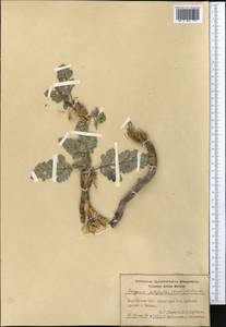 Fergania polyantha (Korov.) M.G. Pimenov, Middle Asia, Pamir & Pamiro-Alai (M2) (Kyrgyzstan)