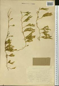 Spinulum annotinum subsp. dubium (Zoëga) J.H.Xue, Chepinoga & K.P.Ma, Siberia, Yakutia (S5) (Russia)