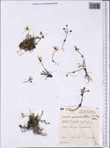 Claytonia sarmentosa C. A. Mey., America (AMER) (Canada)