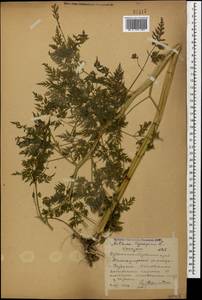 Aethusa cynapium L., Caucasus, Stavropol Krai, Karachay-Cherkessia & Kabardino-Balkaria (K1b) (Russia)