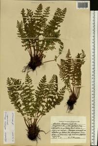 Woodsia calcarea (Fomin) Shmakov, Siberia, Russian Far East (S6) (Russia)