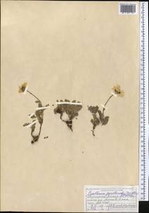 Richteria pyrethroides Kar. & Kir., Middle Asia, Dzungarian Alatau & Tarbagatai (M5) (Kazakhstan)