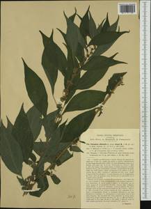 Parietaria officinalis L., Western Europe (EUR) (Italy)