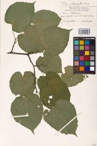 Tilia platyphyllos Scop., Eastern Europe, West Ukrainian region (E13) (Ukraine)