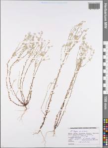 Logfia minima (Sm.) Dumort., Eastern Europe, Belarus (E3a) (Belarus)