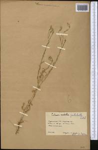 Centaurea pulchella Ledeb., Middle Asia, Karakum (M6) (Turkmenistan)