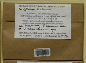 Brachythecium buchananii (Hook.) A. Jaeger, Bryophytes, Bryophytes - Russian Far East (excl. Chukotka & Kamchatka) (B20) (Russia)