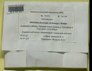 Flexitrichum flexicaule (Schwägr.) Ignatov & Fedosov, Bryophytes, Bryophytes - Krasnoyarsk Krai, Tyva & Khakassia (B17) (Russia)