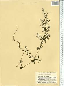 Galium mollugo L., Eastern Europe, Northern region (E1) (Russia)