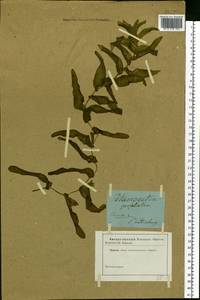 Potamogeton perfoliatus L., Eastern Europe, North-Western region (E2) (Russia)