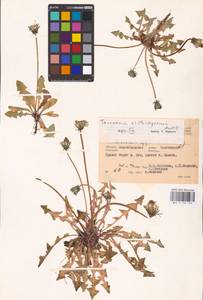 Taraxacum erythrospermum Andrz. ex Besser, Eastern Europe, Lower Volga region (E9) (Russia)