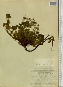 Potentilla villosa Pall. ex Pursh, Siberia, Chukotka & Kamchatka (S7) (Russia)