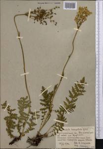 Filipendula vulgaris Moench, Middle Asia, Northern & Central Kazakhstan (M10) (Kazakhstan)