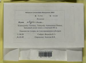 Ptychostomum compactum Hornsch., Bryophytes, Bryophytes - Krasnoyarsk Krai, Tyva & Khakassia (B17) (Russia)