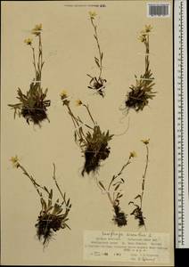 Saxifraga hirculus L., Mongolia (MONG) (Mongolia)