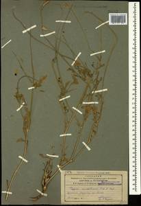 Papaver macrostomum Boiss. & A. Huet ex Boiss., Caucasus, Armenia (K5) (Armenia)