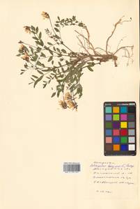 Astragalus frigidus (L.) A.Gray, Siberia, Chukotka & Kamchatka (S7) (Russia)