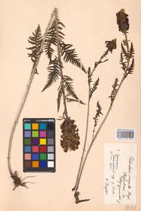 MHA 0 162 136, Pedicularis compacta Stephan ex Willd., Eastern Europe, Eastern region (E10) (Russia)