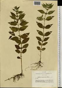 Mentha canadensis L., Siberia, Altai & Sayany Mountains (S2) (Russia)