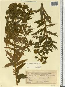 Euphorbia semivillosa (Prokh.) Krylov, Eastern Europe, Volga-Kama region (E7) (Russia)