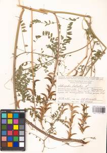 Astragalus falcatus Lam., Eastern Europe, Moscow region (E4a) (Russia)
